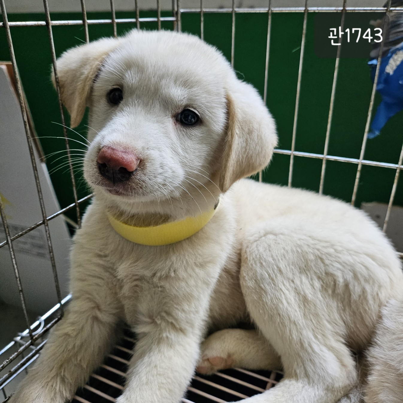 [개] 믹스견 경기-고양-2023-00644 유기동물 배경 이미지 입니다.